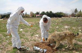 Şanlıurfa’da sokak hayvanları unutulmadı