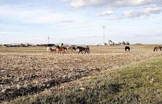 Sarıkamış’ta yılkı atları doğal ortamda görüntülendi