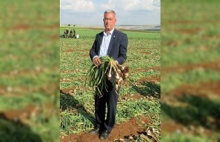 Sarımsak üreticileri hasatta çalışacak işçi...