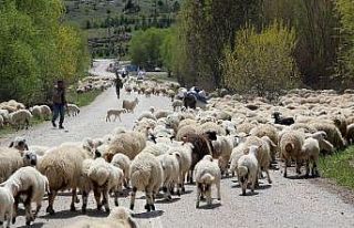 Şavak aşireti göçebe çobanlık yaparak geçimlerini...
