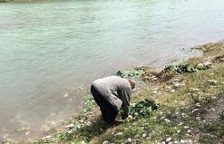 Savrun çayında şaşırtan görüntü