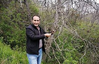 Şebin cevizini don vurdu