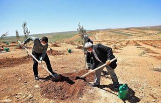 Şehitkamil’de 4 bin 100 fidan dikildi