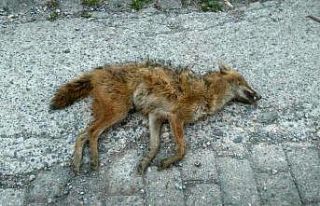 Şehre inen çakalı vatandaşlar öldürdü