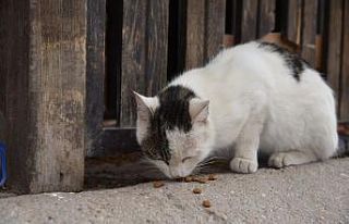 Selçuklu Belediyesi sokak hayvanlarını unutmadı