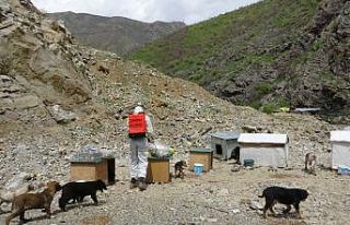 Şemdinli’de sokak hayvanları unutulmadı