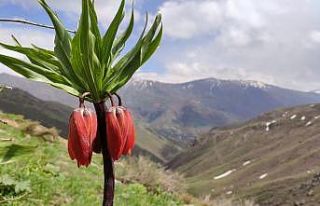 Şemdinli’de ters laleler açtı