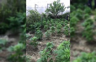 Serada kenevir yetiştiren bekçi tutuklandı
