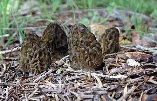 Şifalı "kuzugöbeği" mantarının kilosu...