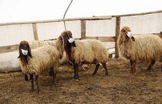 Siirtli göçebe, korona virüse dikkat çekmek için...