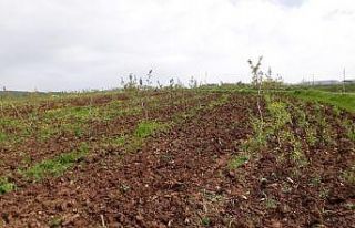 Siirt’te devlet destek verdi, çiftçiler bağ ve...
