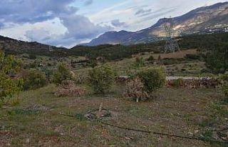 Silifke’de bir şahsın bahçesindeki zeytin ağaçları...