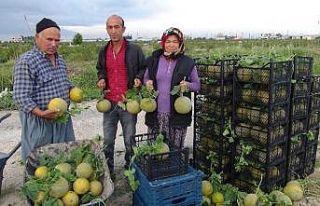 Silifke’de örtü altı kavun hasadı başladı