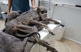 Silivri’de kangal cinsi köpek açlıktan ölmek...