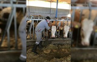 Simav’da hayvan sağlığı çalışmaları