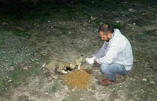 Sincan’da her gün 15-25 bölgeye mama ve su bırakılıyor