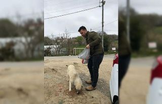 Sinop’ta sokak hayvanları aç kalmıyor
