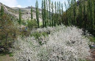 Şırnak’ta çiçek açan elma ağaçları kartpostallık...
