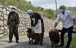 Şırnak’ta ihtiyaç sahibi ailelere 8 ton et dağıtılacak