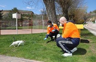 Sivas Belediyesi sokak hayvanlarını unutmadı