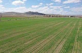 Sivas’a özgü, çiftçiye ücretsiz dağıtılacak