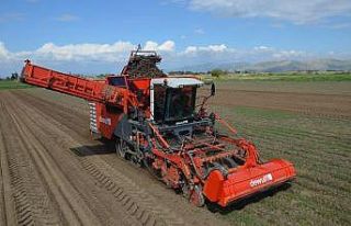 Siyah havuçta hasat heyecanı