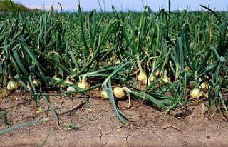 Soğana ihracat izni çıkmazsa fiyatlar düşecek