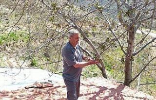 Soğuk hava kayısıdan sonra ceviz ağaçlarını...