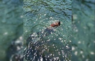 Soğuk hava ve koronaya aldırış etmeden denize...