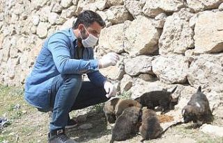 Sokağa çıkma kısıtlamasında aç kalan hayvanlar...