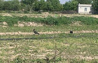 Sokağa çıkma kısıtlamasında nesli tükenen kelaynaklar...