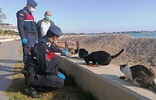 Sokağa çıkma kısıtlamasında özel izinle kedilerini...