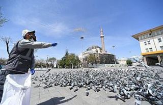 Sokağa çıkma kısıtlamasında sokak hayvanları...