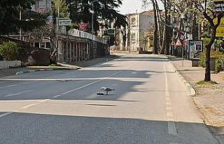 Sokağa çıkma yasağı geldi caddeler martılara...