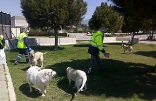 Sokağa çıkma yasağında can dostlar unutulmadı