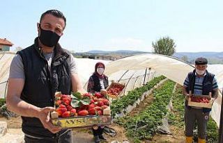 Sokağa çıkma yasağında erken çilek hasadı
