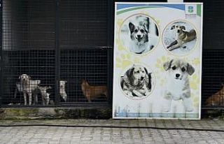 Sokak hayvanları da virüsten nasibini aldı