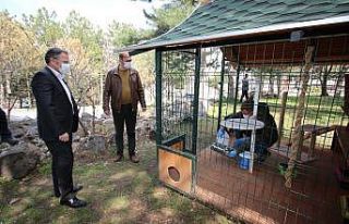 Sokak hayvanları düzenli olarak besleniyor