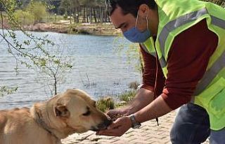Sokak hayvanları için mama çağrısı meyvesini...
