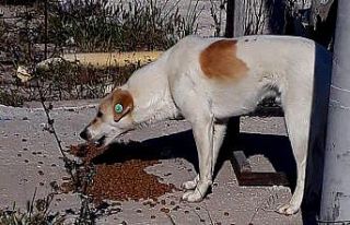 Sokak hayvanları kısıtlama günlerinde de unutulmadı