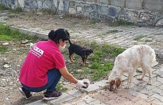 Sokak hayvanlarına günlük mama servisi yapılıyor