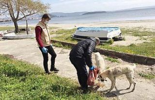 Sokak hayvanlarına mama dağıtıldı