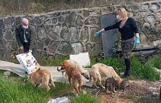 Sokak hayvanlarına mama dağıtımı sürüyor