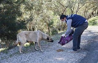 Sokak hayvanlarına mama desteği sürüyor