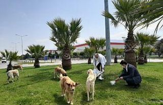 Sokak hayvanlarına şefkat eli