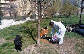 Sokak hayvanlarına yiyecek