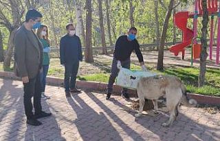 Sokak hayvanlarına yiyecek ve mama desteği