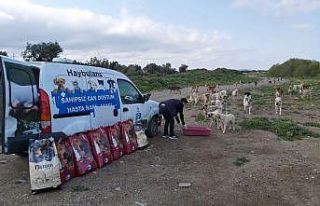 Sokak hayvanlarını unutmuyorlar