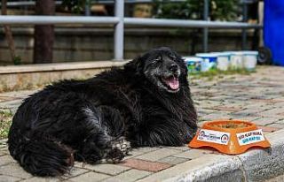 Sokak hayvanlarının yüzü gülüyor