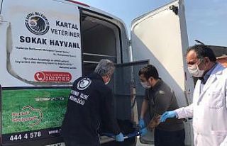 Sokak köpeğini ve nesli tükenmekte olan kuşu,...